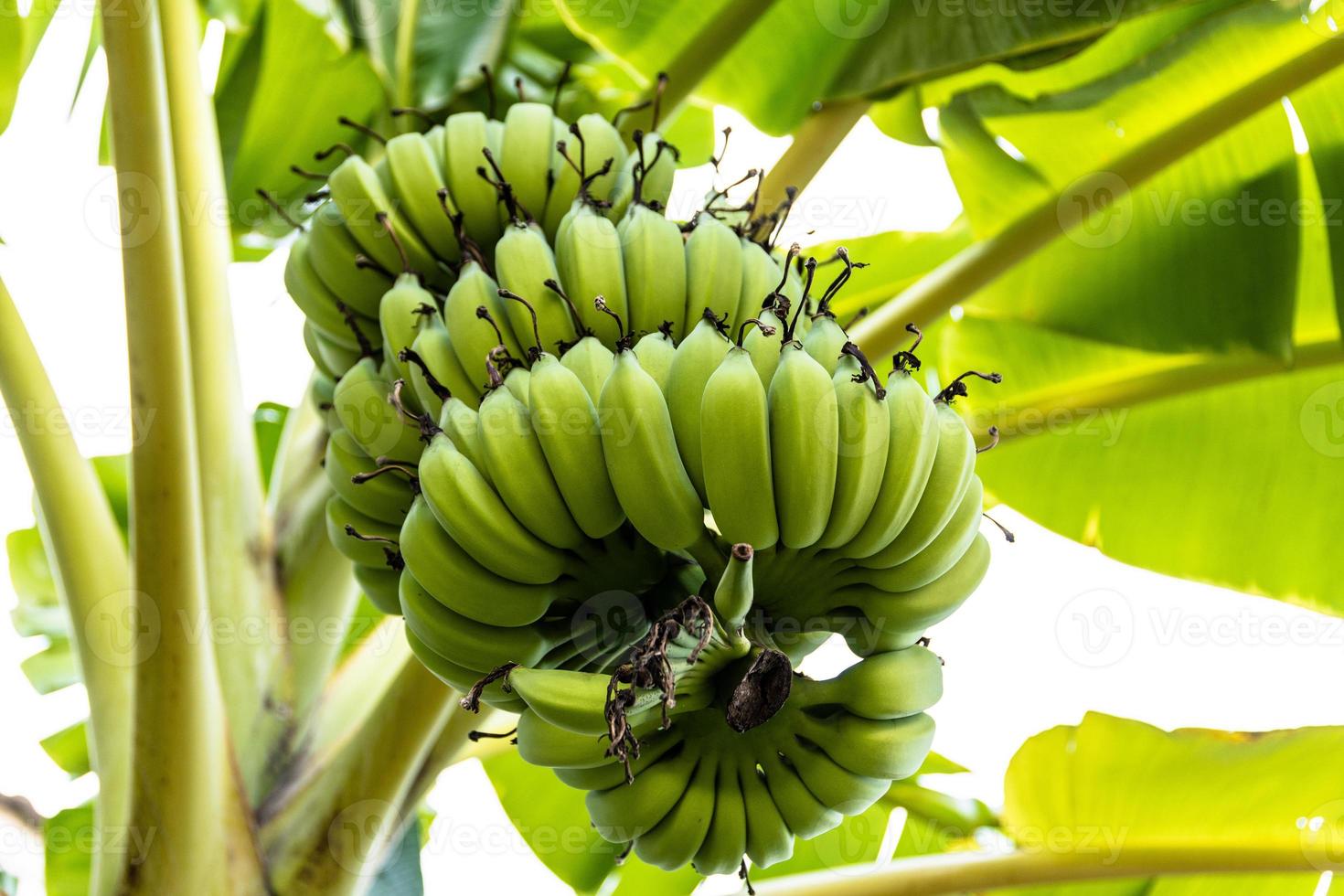 Banana on the tree in the garden photo