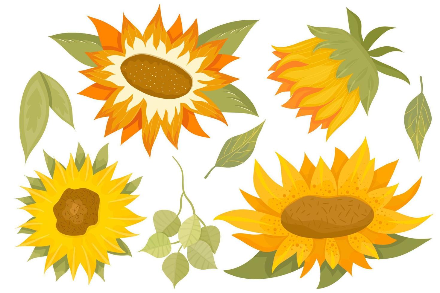 Set of sunflowers and foliage on a white background. Round summer yellow  flowers in cartoon style with branches and eucalyptus. Botanical vector  illustration. 8564339 Vector Art at Vecteezy