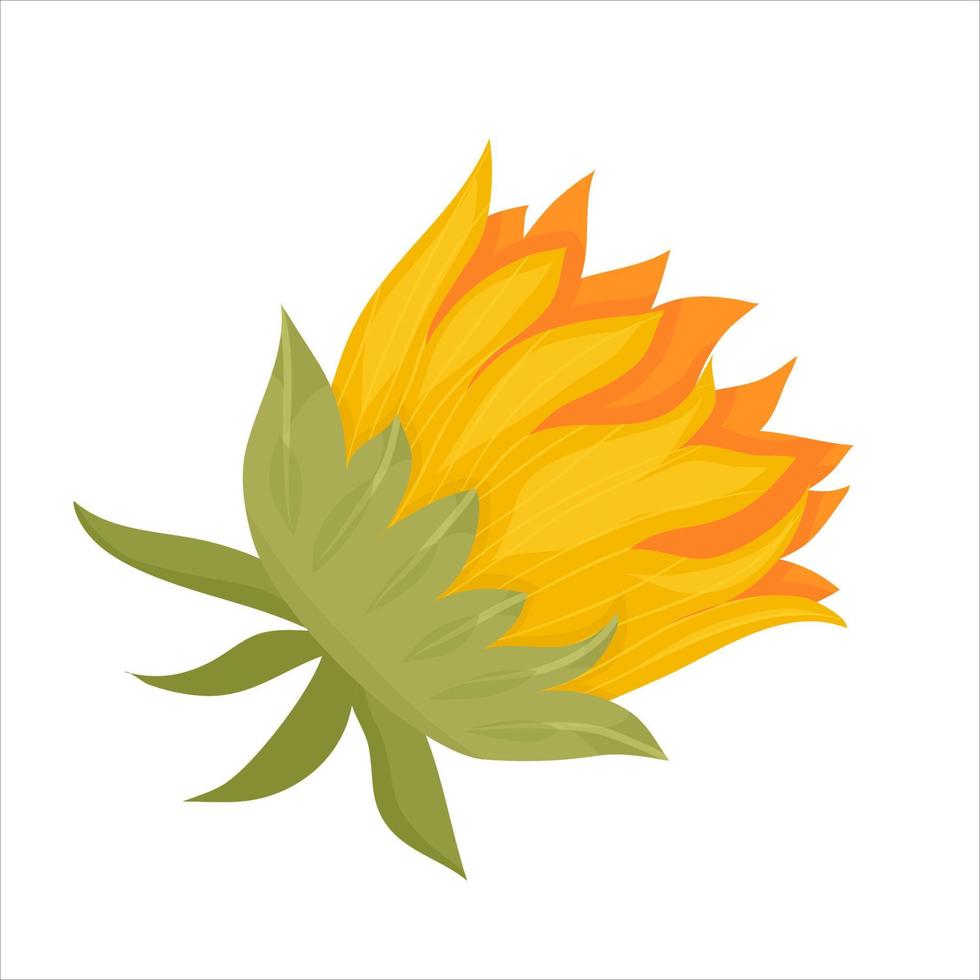 Sunflowers and leaves on a white background. Round summer yellow flowers in cartoon style with leaf. Botanical vector illustration.