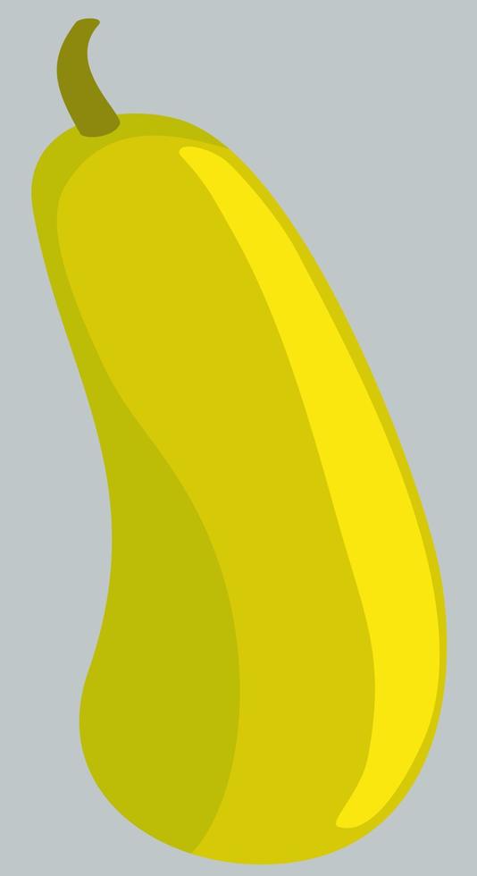Vector illustration of bright yellow plant of zucchini.