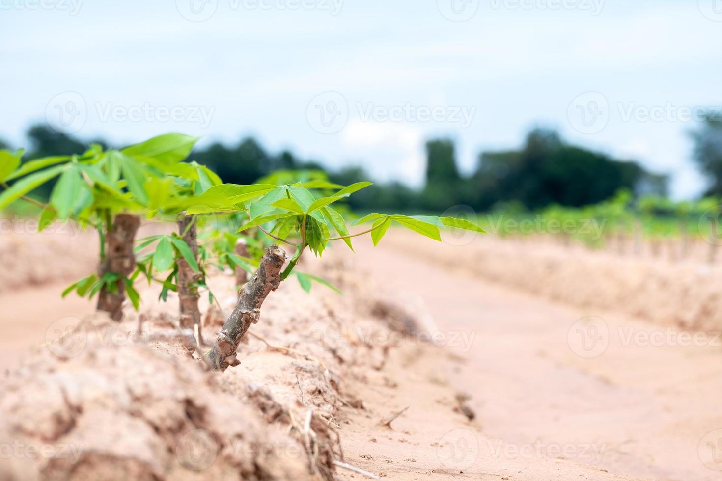 cassava baby in cassava fields in the rainy season, has greenery and freshness. Shows the fertility of the soil, green cassava leaf photo