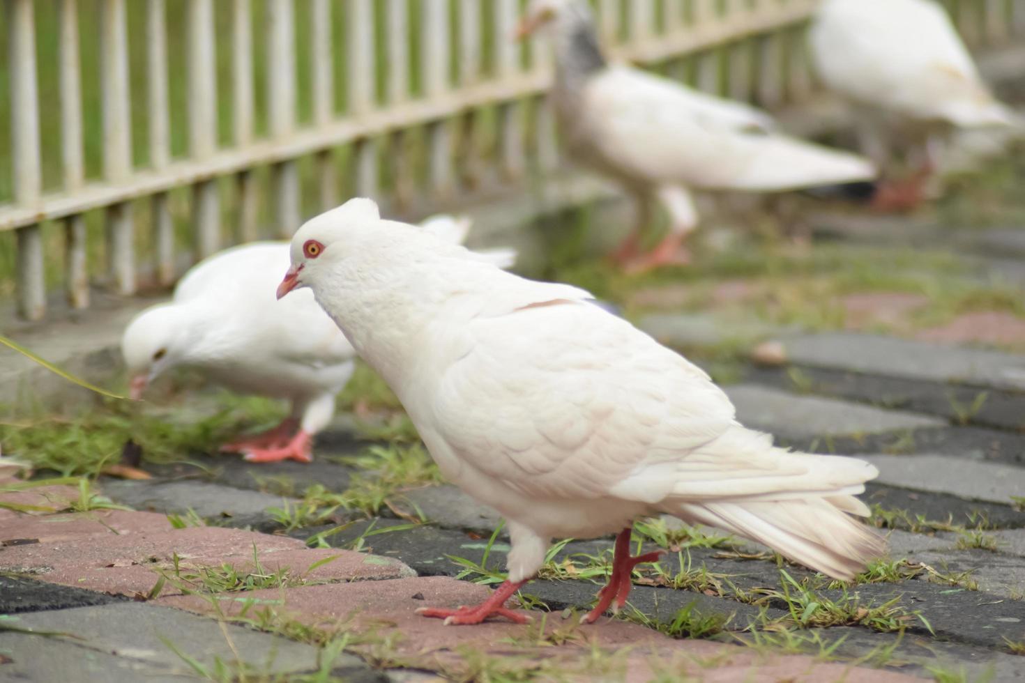 White Pigeon in the street looking for the food, crowd streets and public squares, living on discarded food and offerings of birdseed. photo