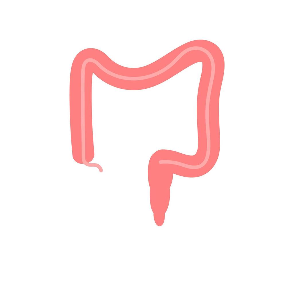 intestino humano. órgano del cuerpo humano. vector