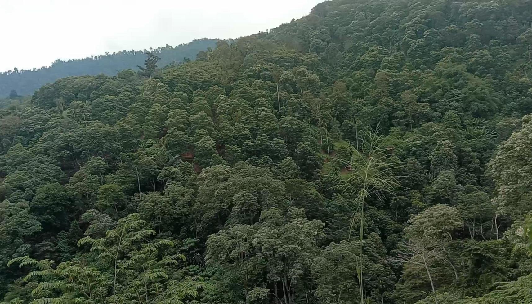 The lush nature is lush with beautiful greenery photo