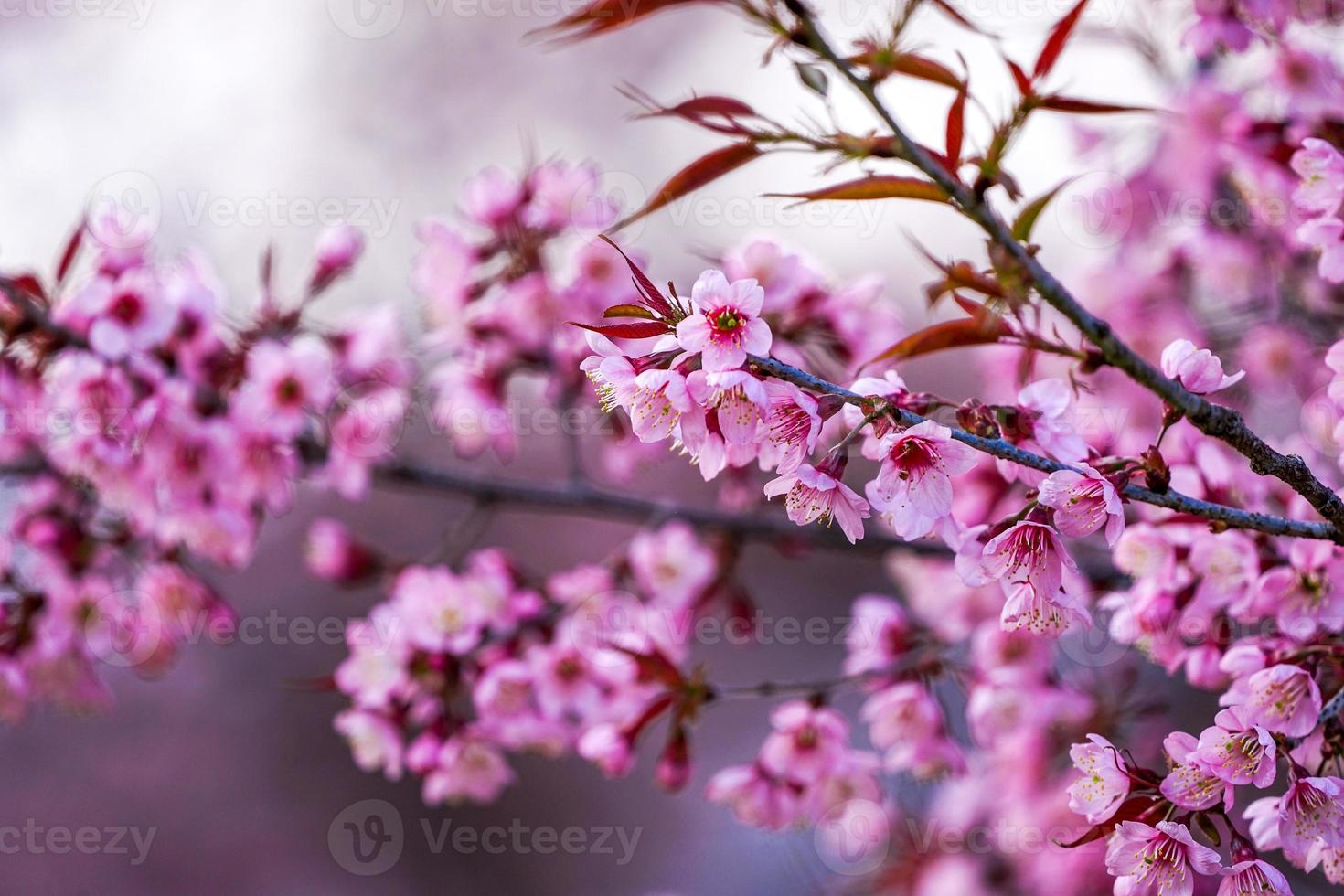 Wild Himalayan Cherry or Prenus Cerasoides, call Nang Phaya Suar Klong tree the pink flower blossom full bloom on all of the tree look like a sakura., Thailand. photo
