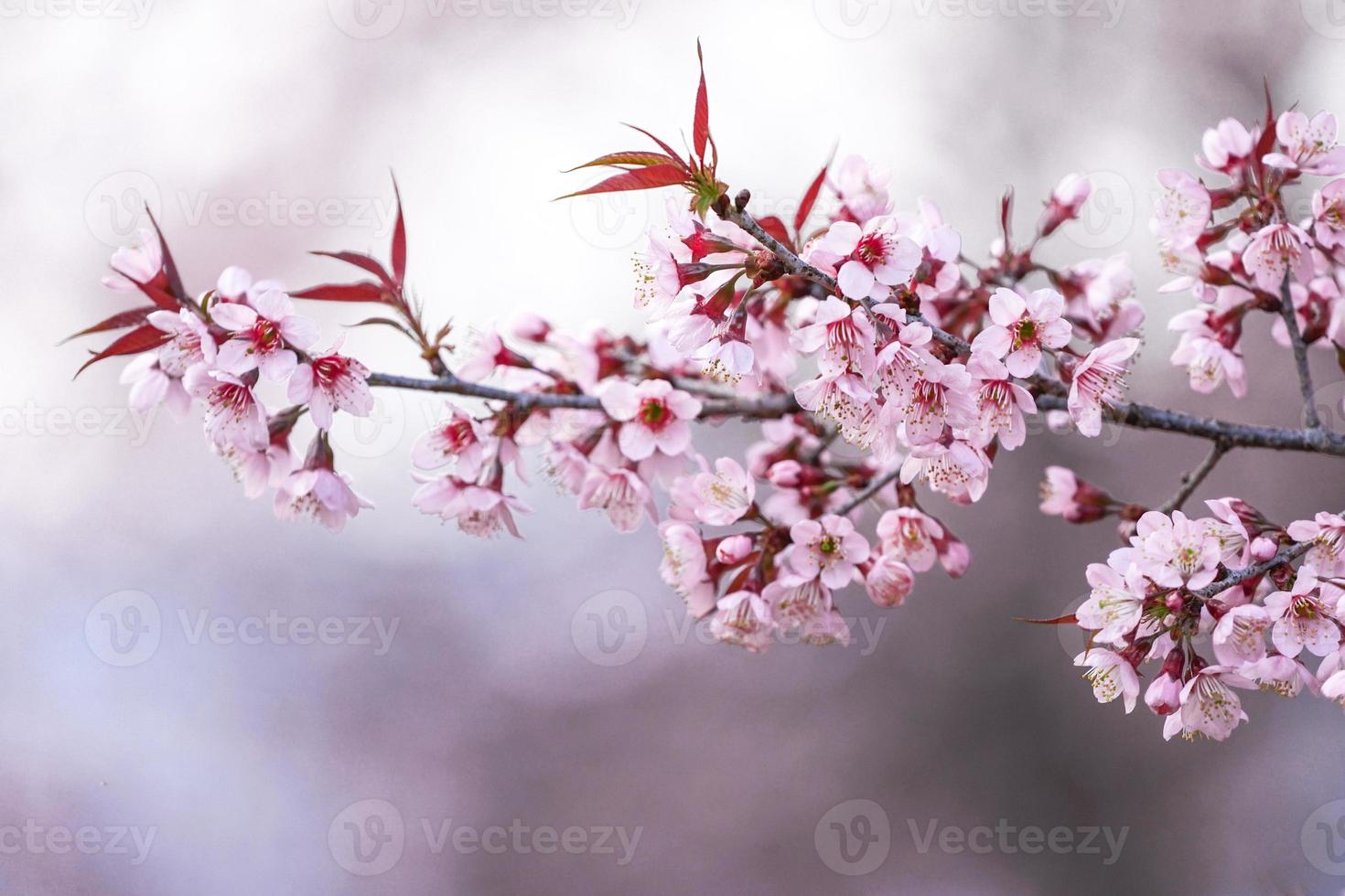 Wild Himalayan Cherry or Prenus Cerasoides, call Nang Phaya Suar Klong tree the pink flower blossom full bloom on all of the tree look like a sakura., Thailand. photo