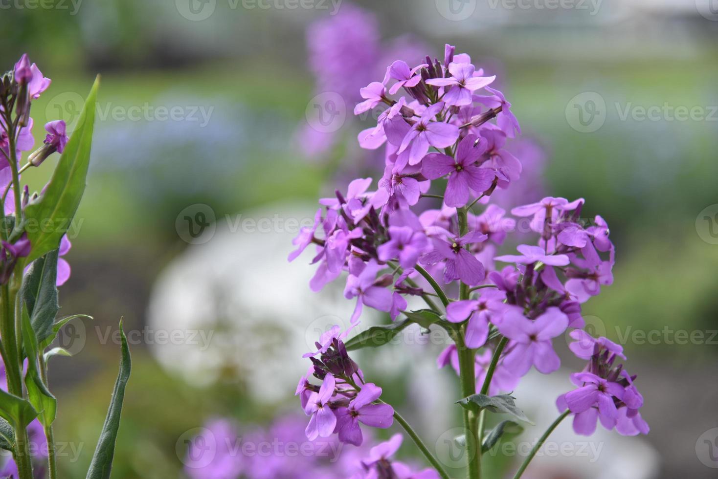 Purple flowers Evening party hesperis night violet in the garden photo