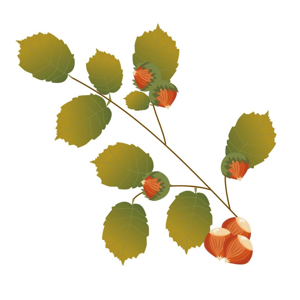 branch of hazel with nuts vector