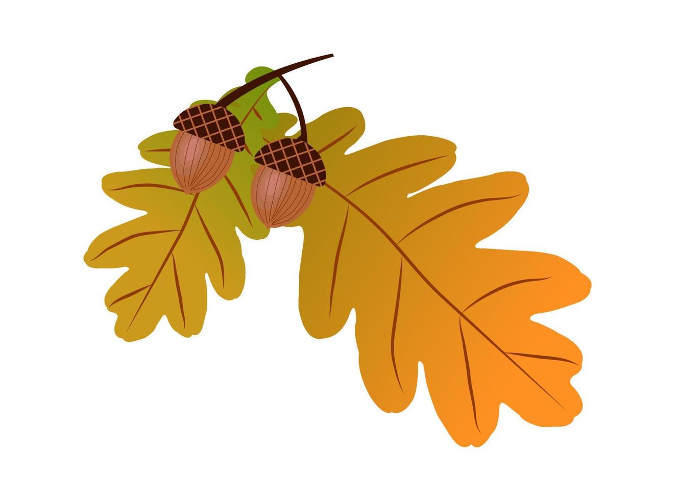 autumn oak leaves with acorns vector