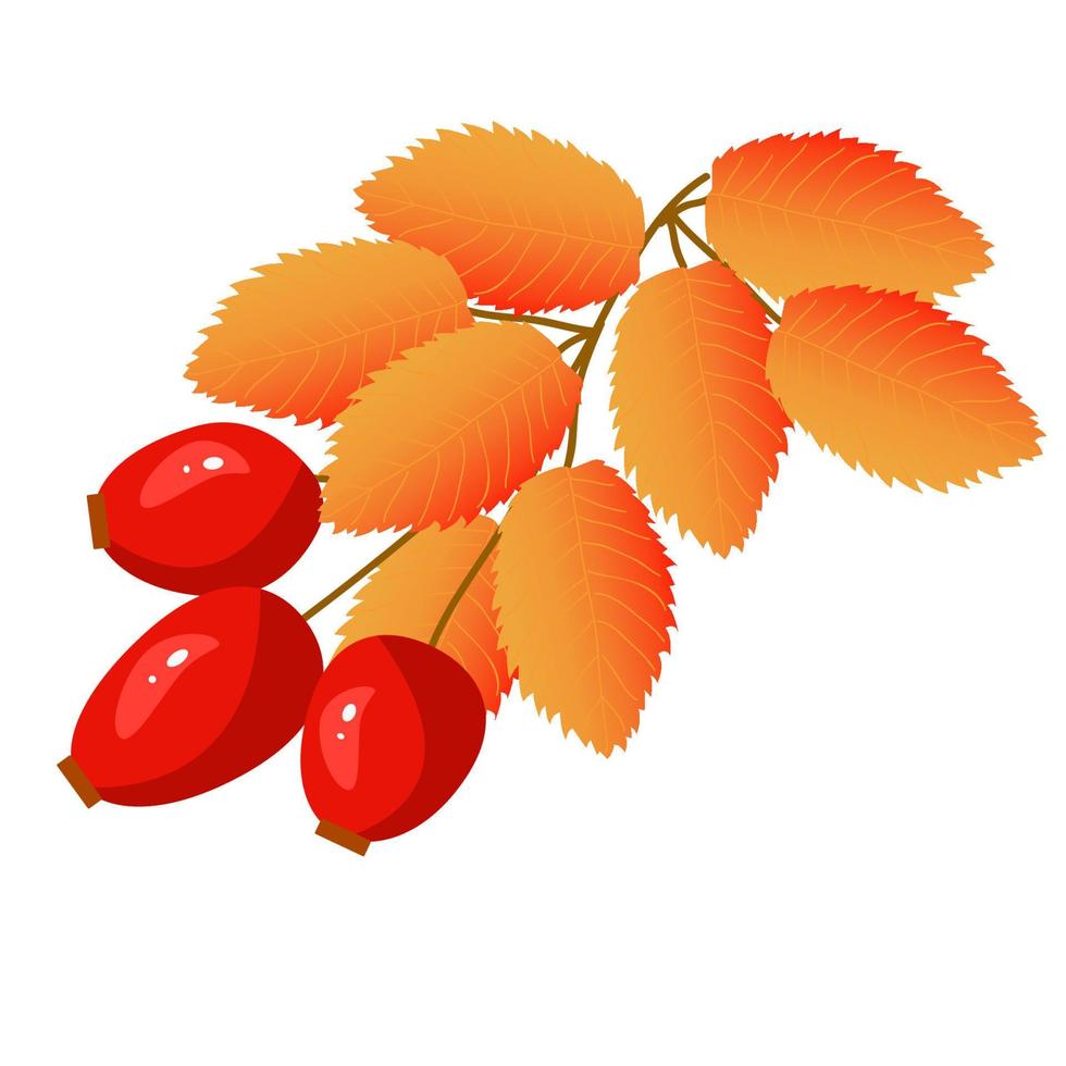 autumn branch of wild rose with fruits vector