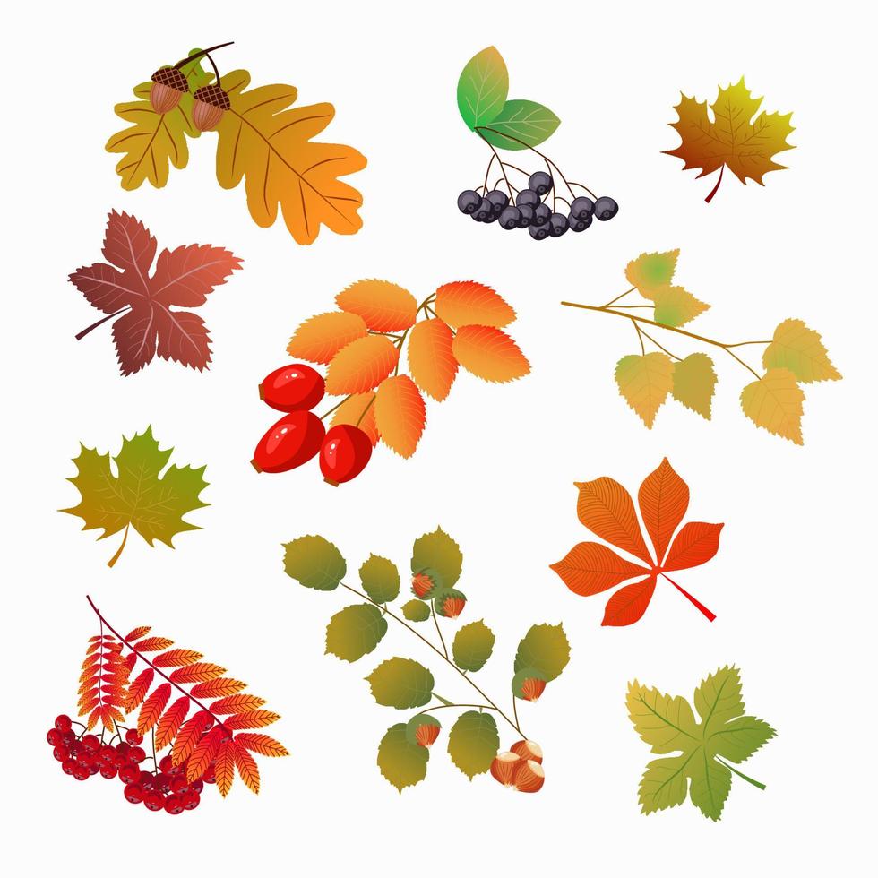 conjunto de follaje y frutos de otoño vector