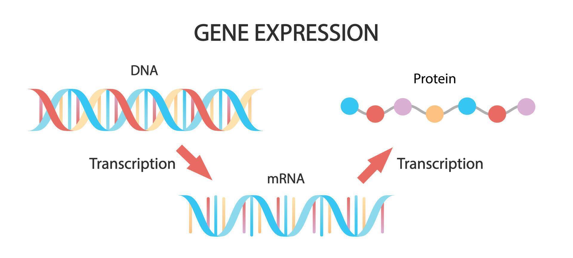 DNA replication, RNA, mRNA, protein synthesis, translation. Biological functions of DNA. medical illustration. vector