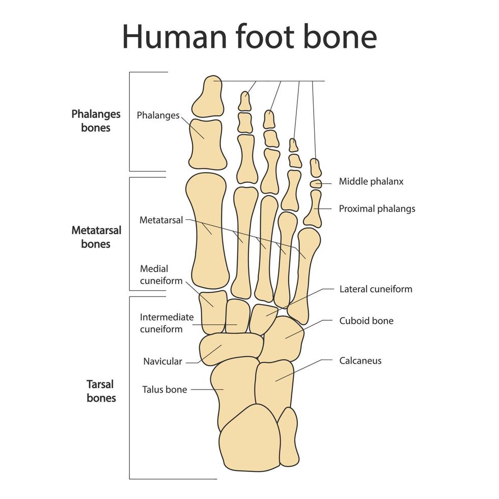 huesos del pie anatomía del sistema esquelético de las piernas y los pies humanos. vector