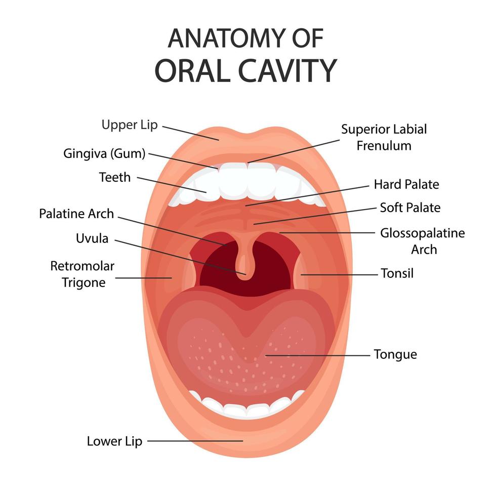 Oral cavity anatomy with vector illustration. Healthy open mouth.