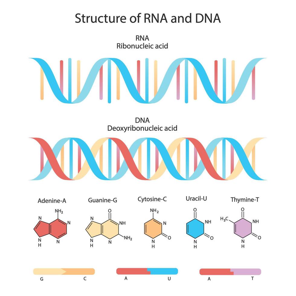 Structure of DNA. Medical chart. vector