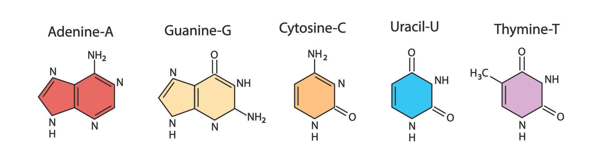 Set of chemical formulas of adenine, thymine, guanine, cytosine, uracil. Structural chemical formulas vector