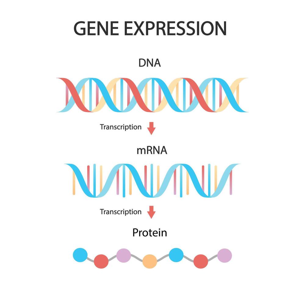 DNA replication, RNA, mRNA, protein synthesis, translation. Biological