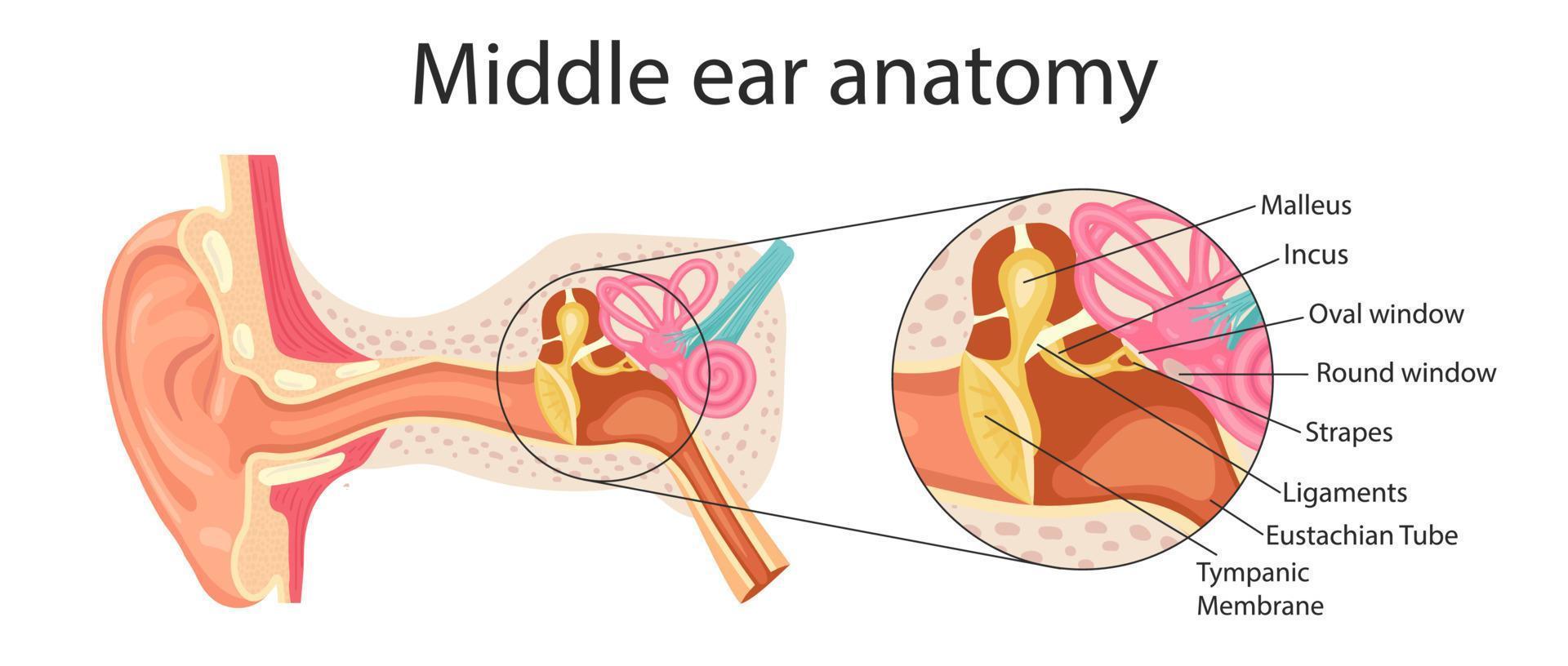 Anatomía del oído medio. ilustración detallada para fines educativos, médicos, biológicos y científicos. vector