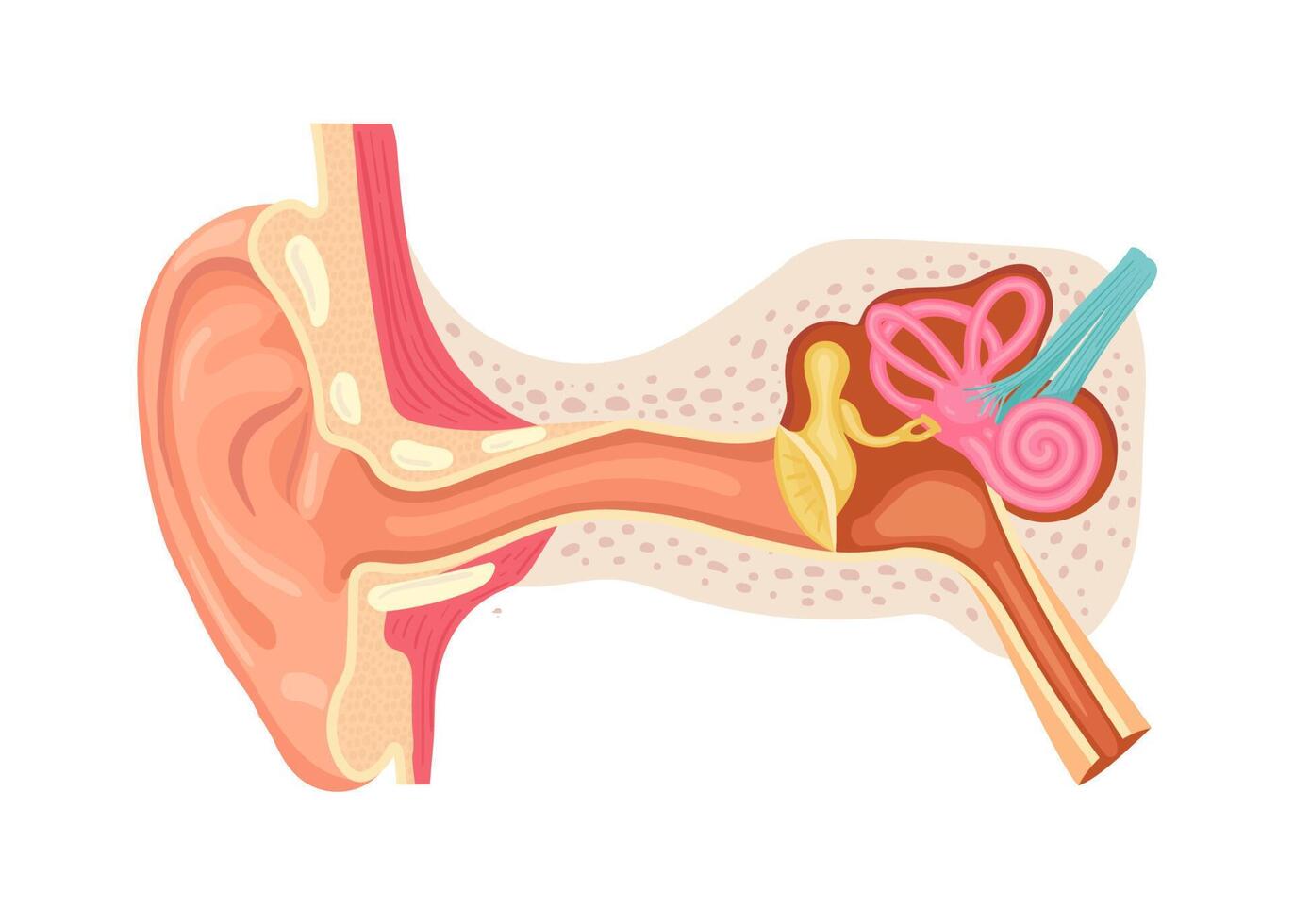 Anatomía del oído humano. estructura interna de las orejas, ilustración vectorial médica vector