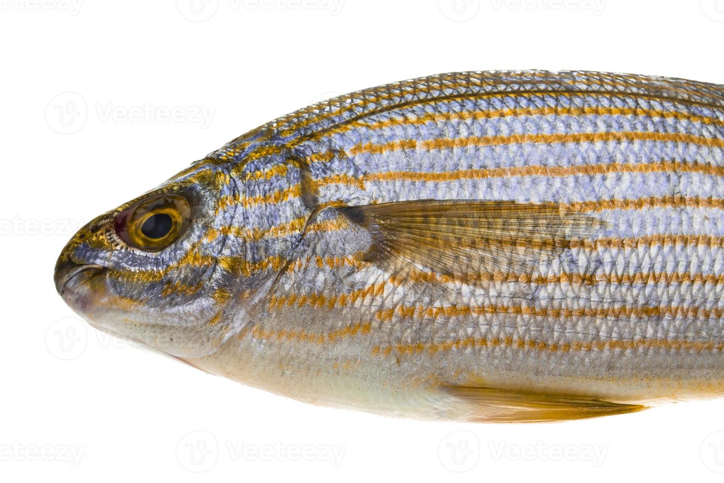 Salema porgy - sarpa fish photo