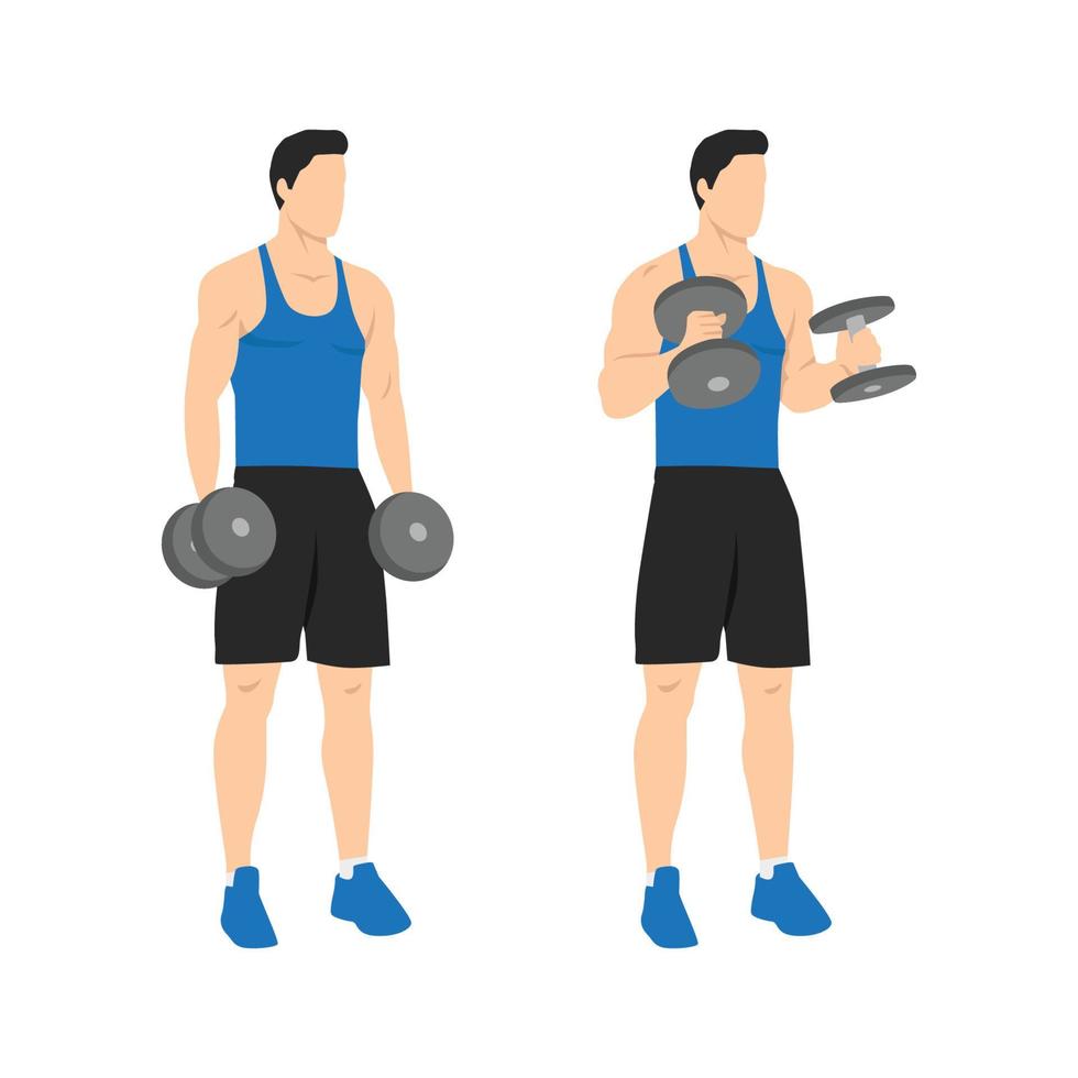 Man doing standing dumbbell bicep hammer curls. Flat vector illustration isolated on different layer. Workout character