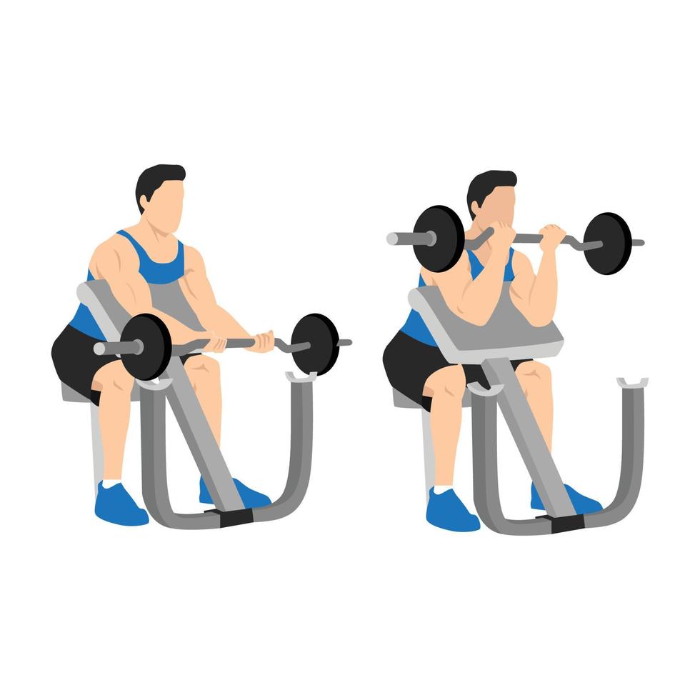 Man lifting barbell in a gym on EZ bar preacher curl, making biceps exercise. isolated on white background and layers. Workout character vector