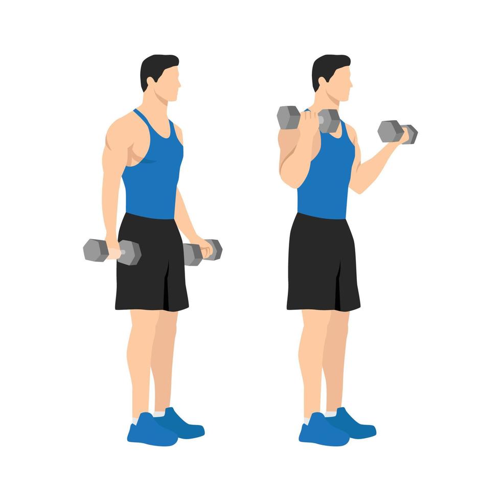 Man doing standing dumbbell bicep curls. Flat vector illustration ...