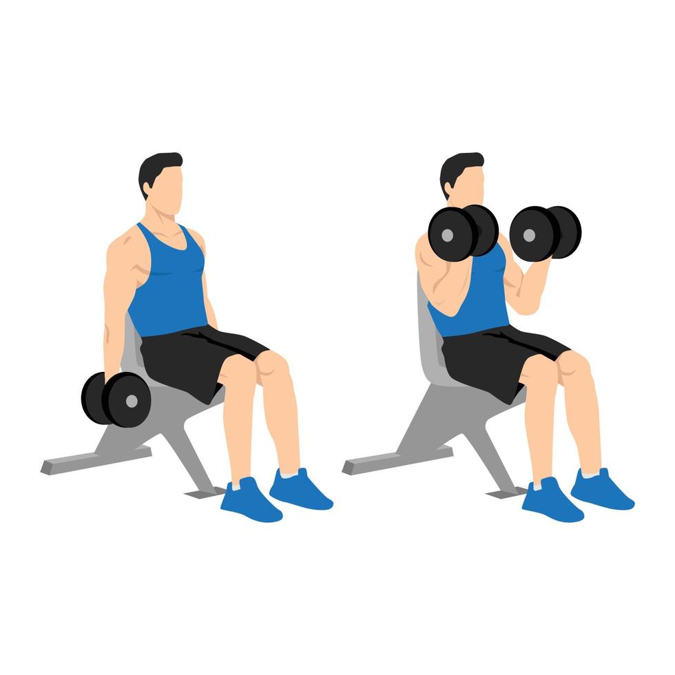 Man doing seated dumbbell bicep curls exercise. Flat vector illustration isolated on white background