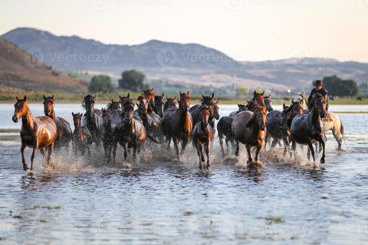 caballos yilki corriendo en el agua, kayseri, turquía foto