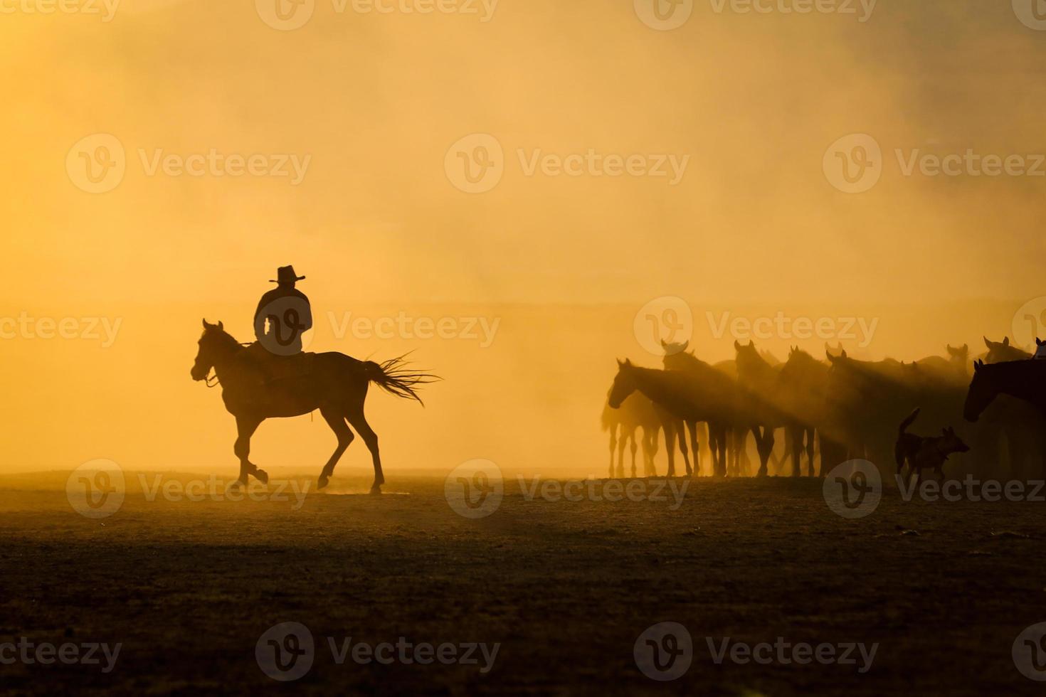 caballos yilki corriendo en el campo, kayseri, turquía foto