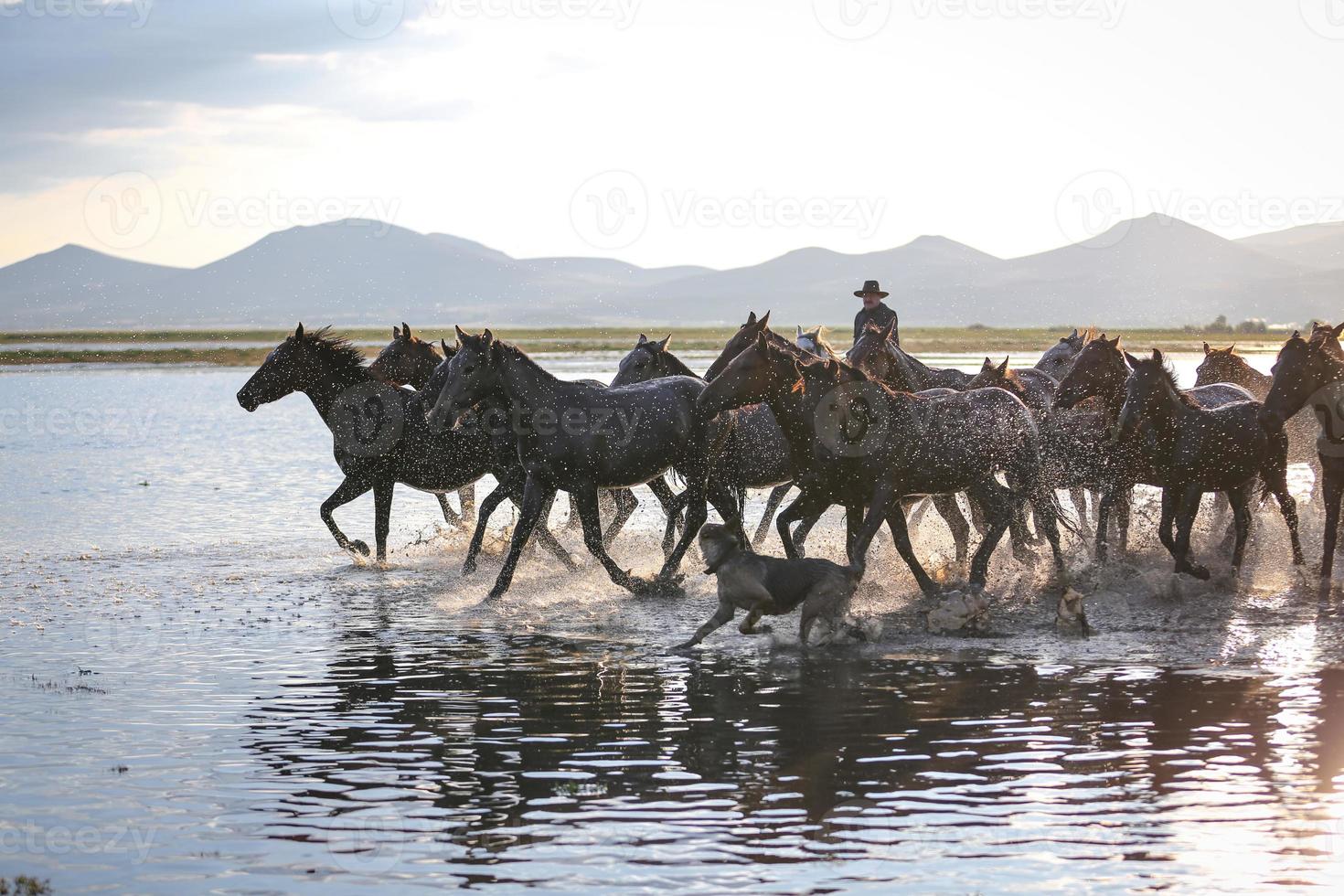 Yilki Horses Running in Water, Kayseri, Turkey photo