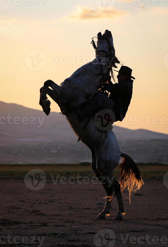 Horse Rearing in Field Kayseri, Turkey photo