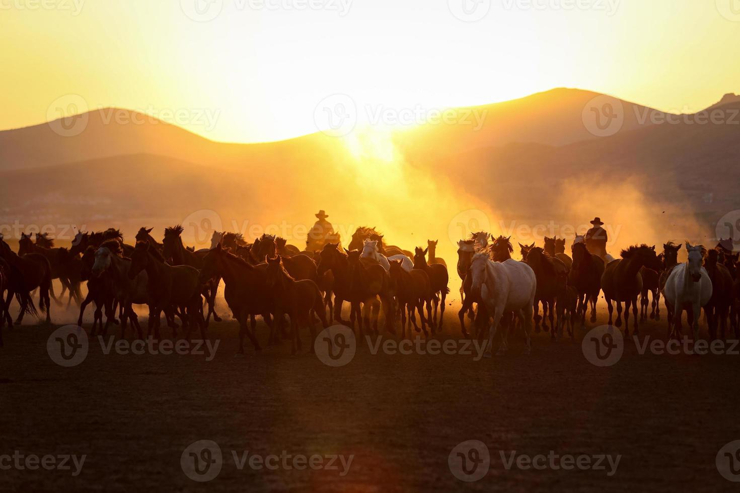 Yilki Horses Running in Field, Kayseri, Turkey photo