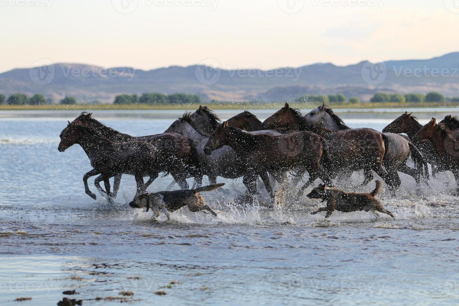 Yilki Horses Running in Water, Kayseri, Turkey photo