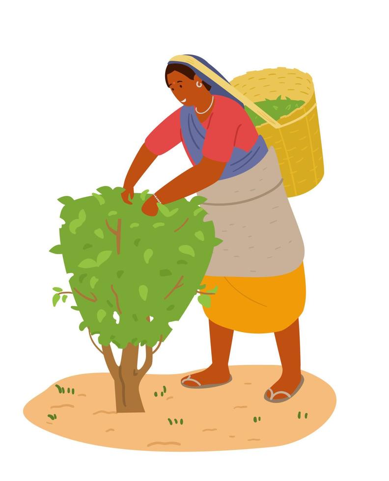 Indian Woman Picking Tea Leaves. Hand Drawn Vector Illustration. Isolated On White.