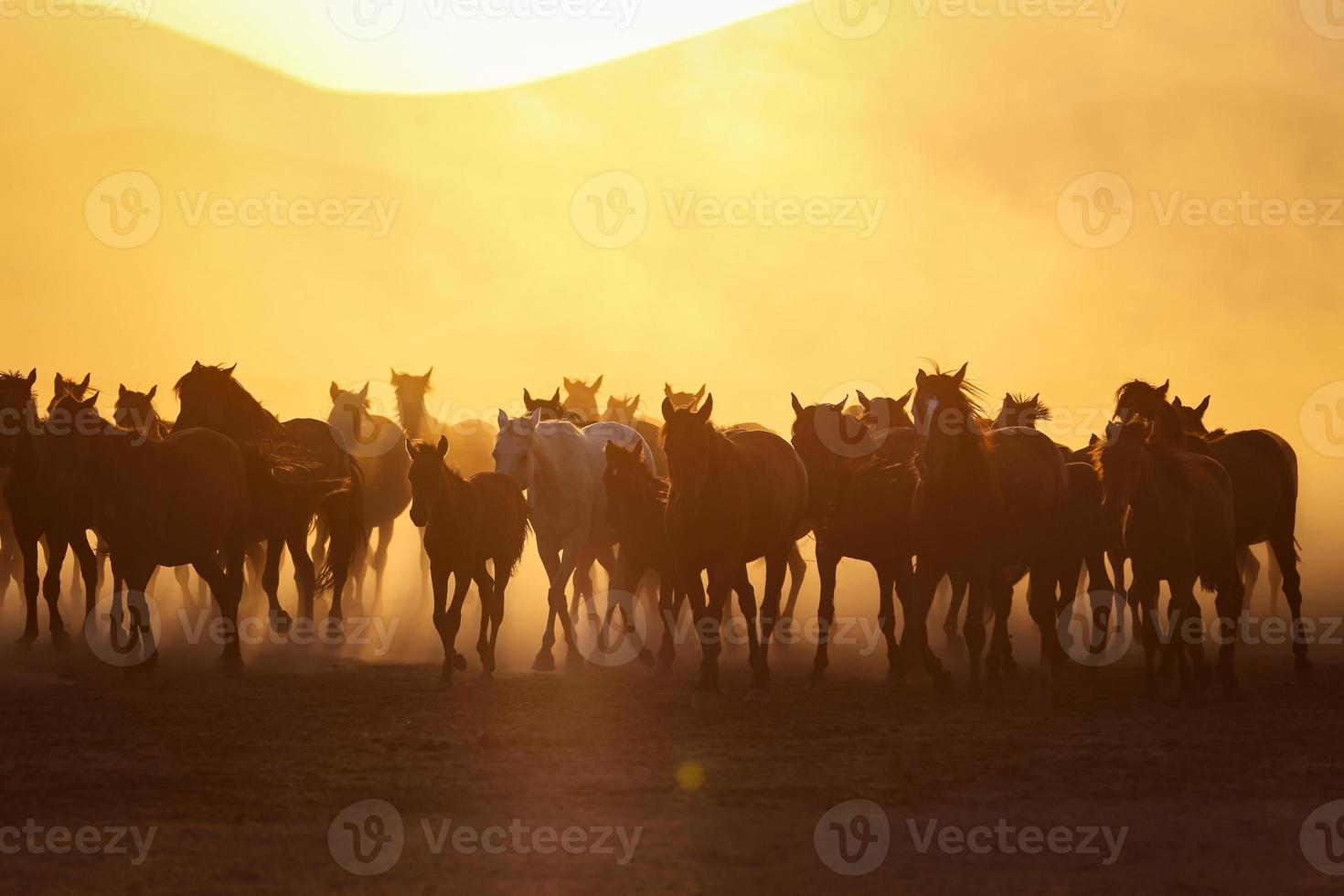 Yilki Horses Running in Field, Kayseri, Turkey photo