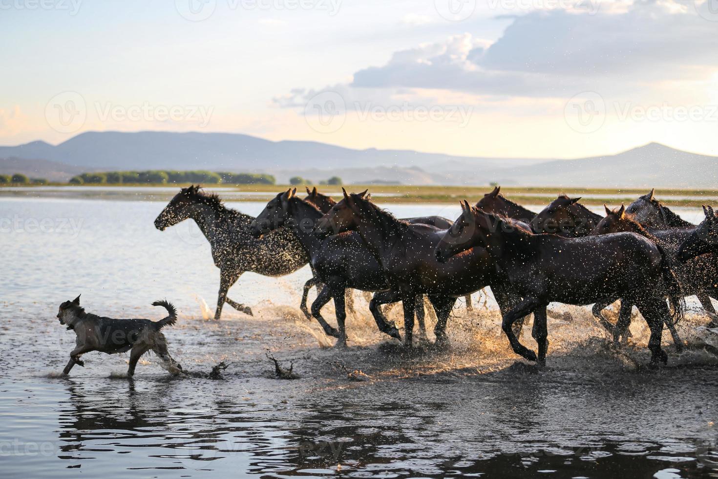 Yilki Horses Running in Water, Kayseri, Turkey photo