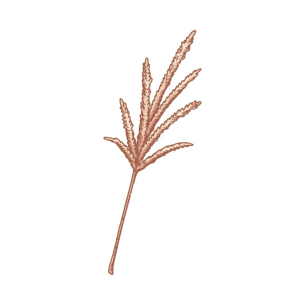 Hand drawn pampas grass isolated on white background. Vector illustration in sketch style