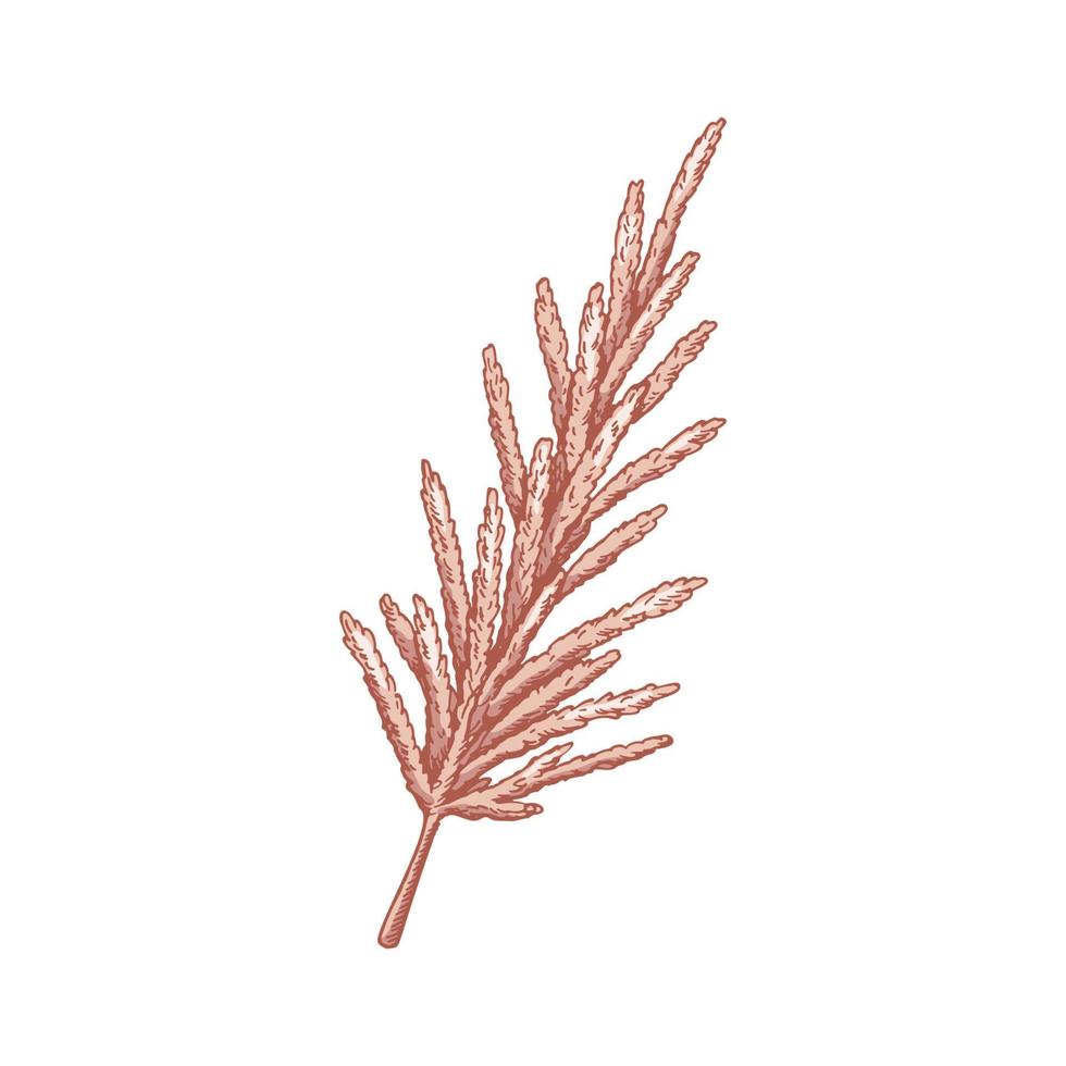 Hand drawn pampas grass isolated on white background. Vector illustration in sketch style
