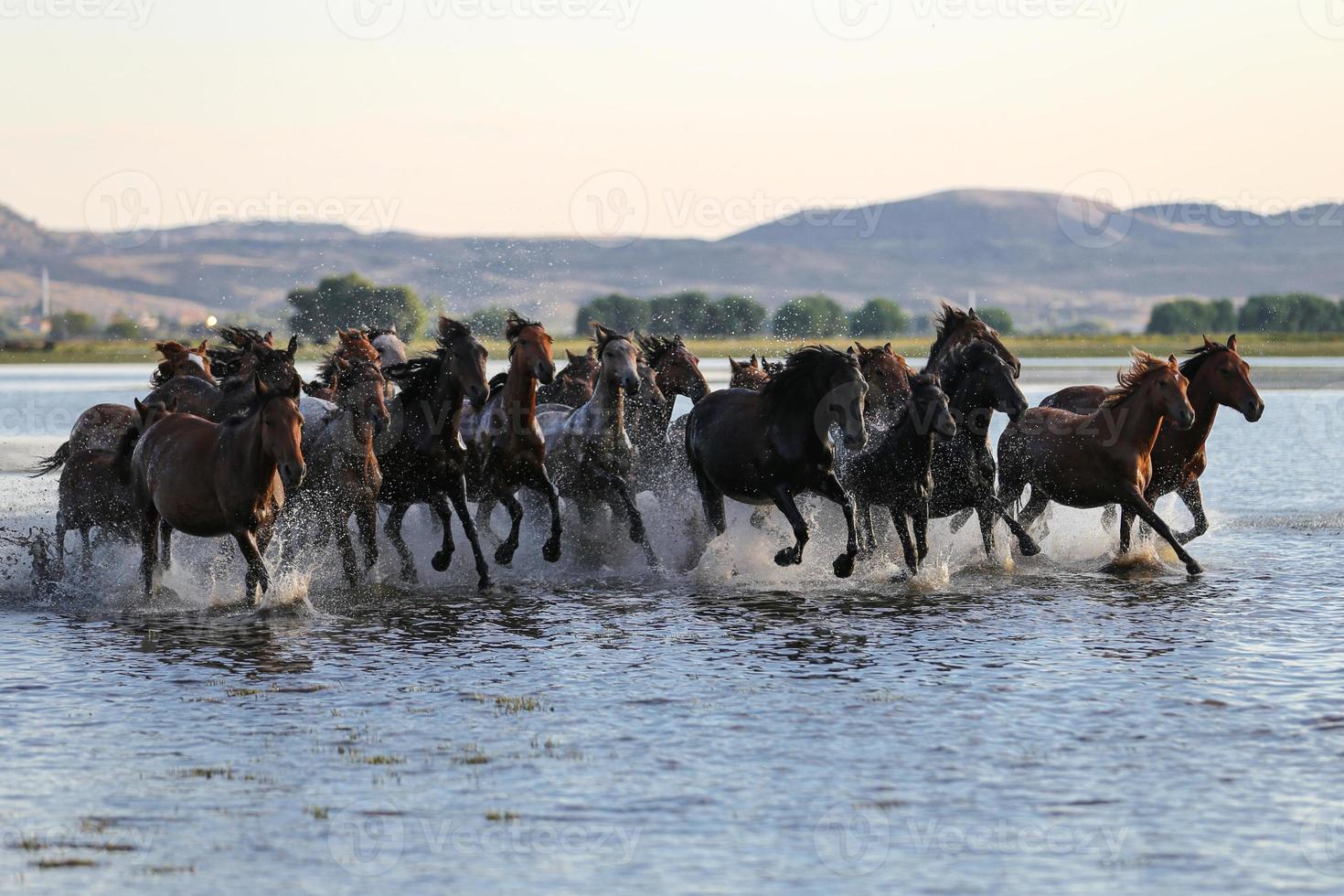 Yilki Horses Running in Water, Kayseri, Turkey photo