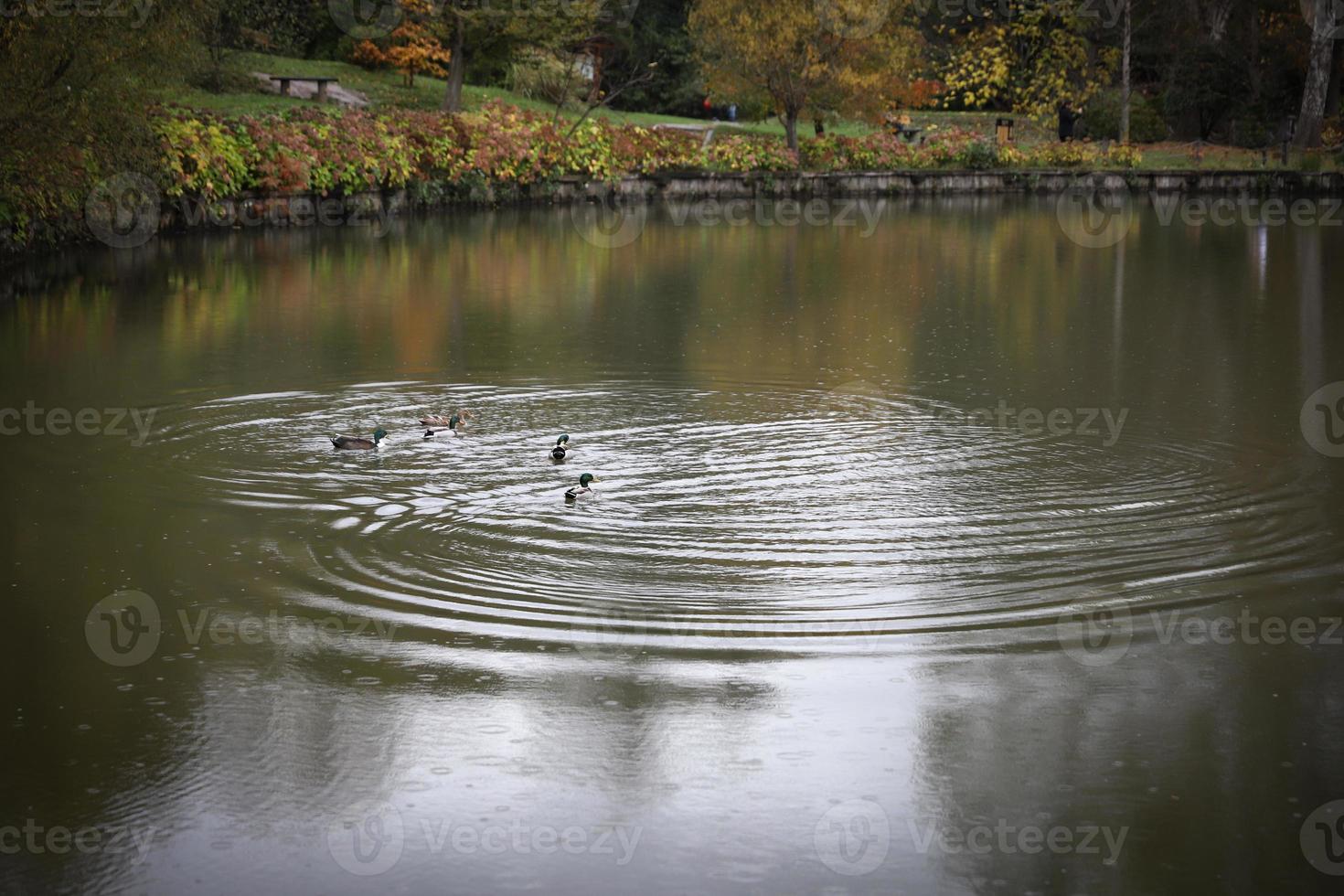 Ducks swimming in lake during autumn photo