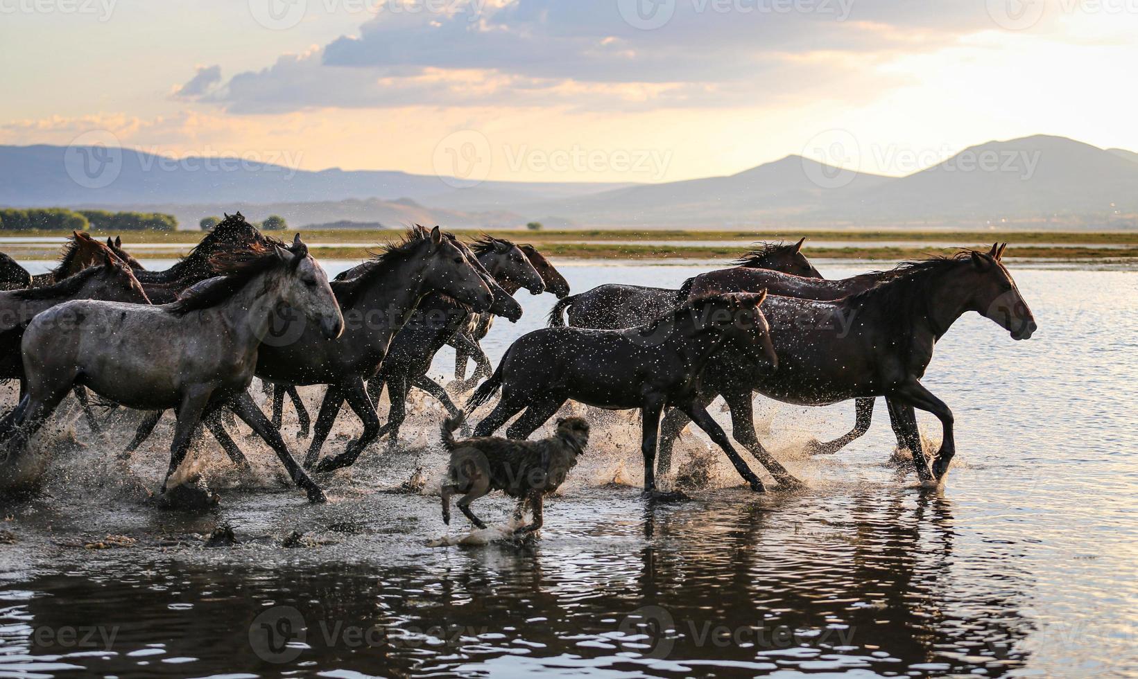 Yilki Horses Running in Water, Kayseri, Turkey photo