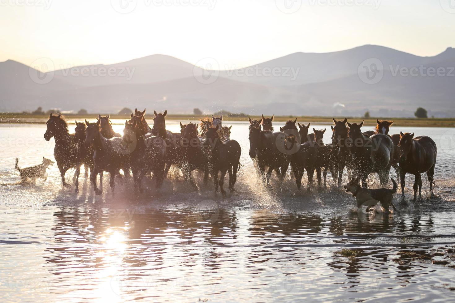 Yilki Horses Running in Water, Kayseri, Turkey photo