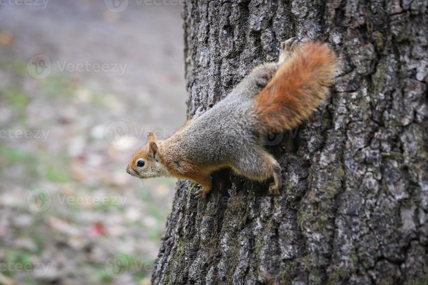 Squirrel posing in forest photo