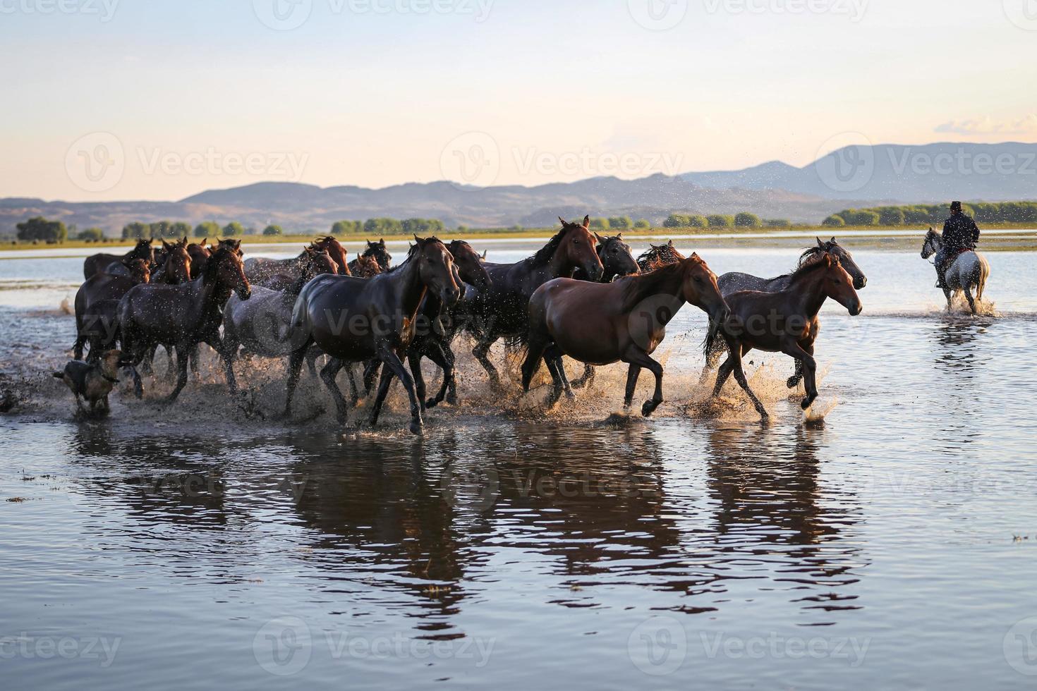 caballos yilki corriendo en el agua, kayseri, turquía foto