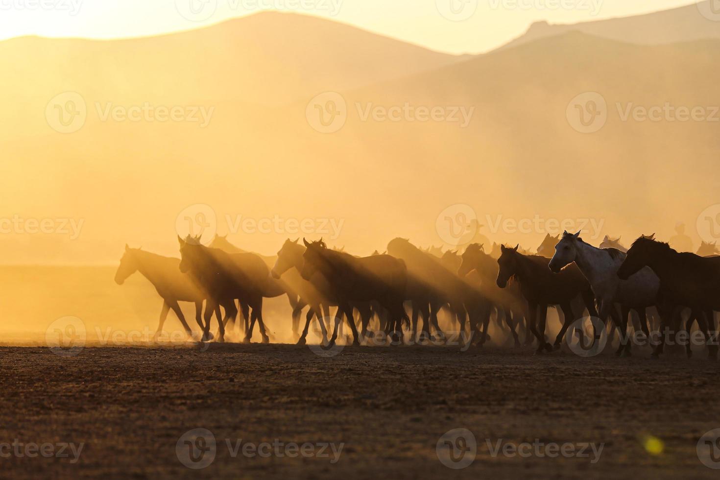 Yilki Horses Running in Field, Kayseri, Turkey photo