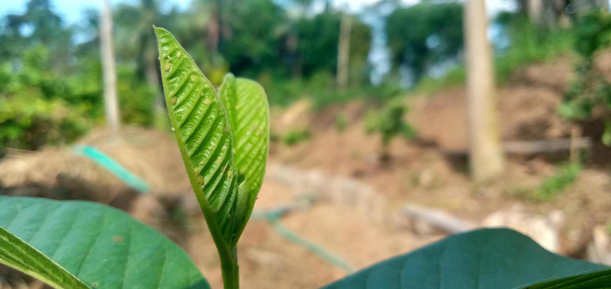 Guava Leaves, Plant photo