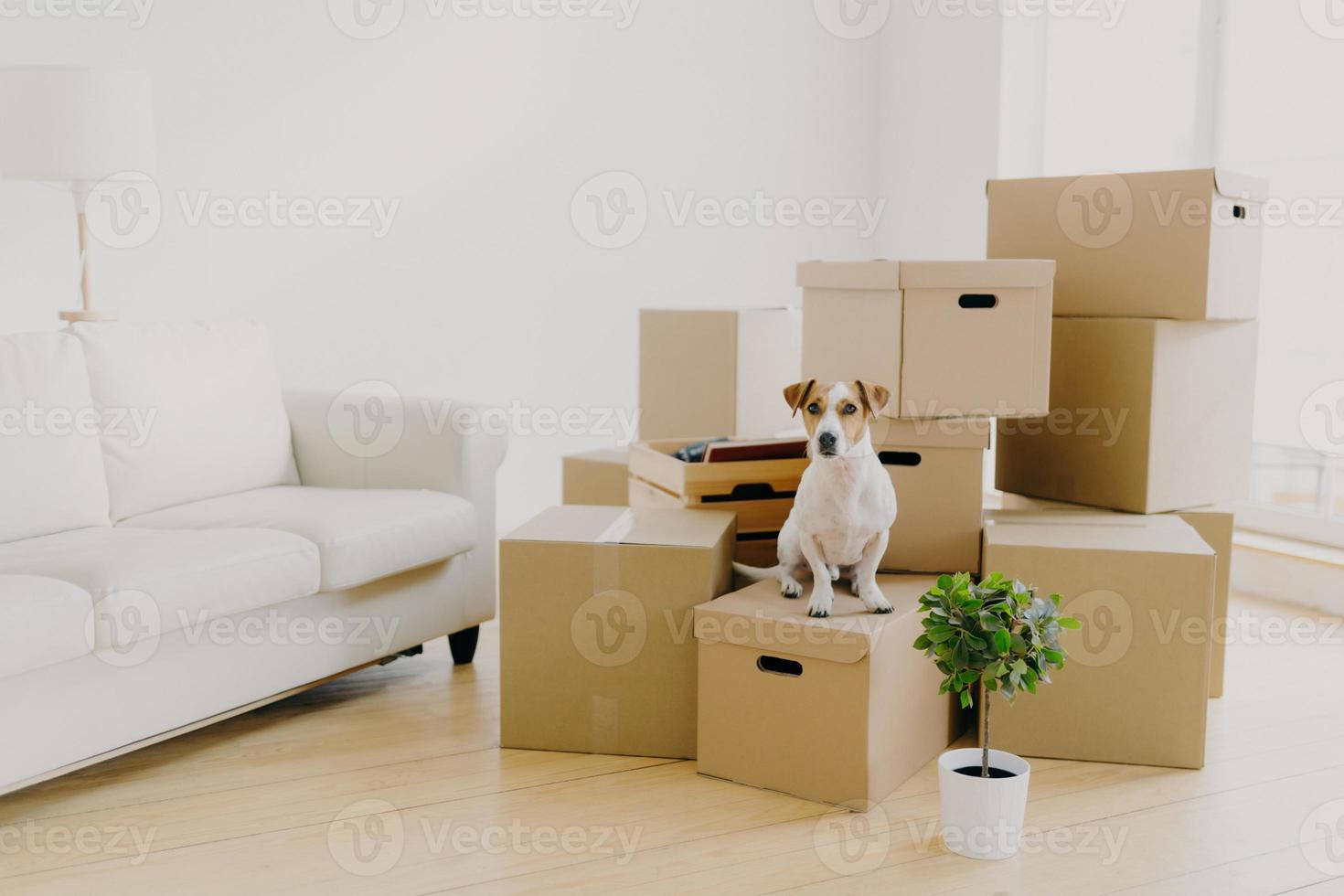 Animals, relocation and moving concept. Small pedigree dog poses on pile of carton boxes with personal hosts belongings, changes place of living together with its owners, empty room with sofa photo