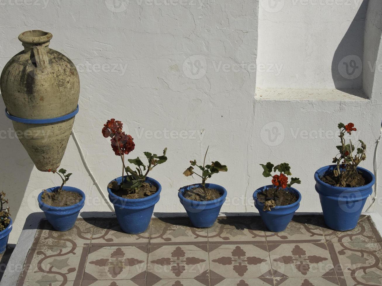 the city of tunis in tunisia photo