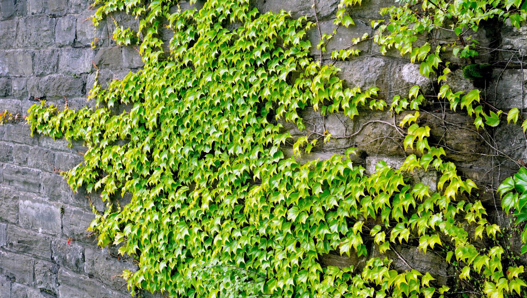 close up green plant on stone panel horizontal photo